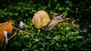 Makro, Schnecken, Pilze