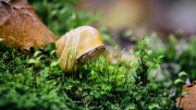 Makro, Schnecken, Pilze