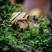 Makro, Schnecken, Pilze