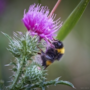 Kräppelweiher, Makro, Bobenheim-Roxheim, Hummel, Bumble Bee, Stacking, Macro, Sleep, Schlaf