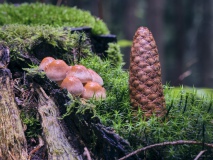 bjoerns-views, bjoerns-views.com, Fuji, Odenwald, Regen, Spaziergang, Makro, Macro, Pilze, Mushrooms