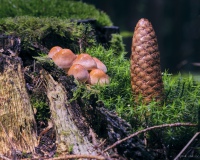 bjoerns-views, bjoerns-views.com, Fuji, Odenwald, Regen, Spaziergang, Makro, Macro, Pilze, Mushrooms