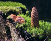 bjoerns-views, bjoerns-views.com, Fuji, Odenwald, Regen, Spaziergang, Makro, Macro, Pilze, Mushrooms