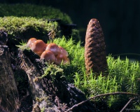 bjoerns-views, bjoerns-views.com, Fuji, Odenwald, Regen, Spaziergang, Makro, Macro, Pilze, Mushrooms