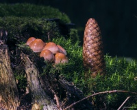 bjoerns-views, bjoerns-views.com, Fuji, Odenwald, Regen, Spaziergang, Makro, Macro, Pilze, Mushrooms