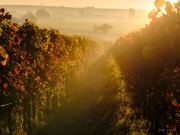 bjoernsviews, Fuji, capture one, bjoerns-views, bjoerns-views.com, Pfalz, Weinberge, Nebel, Sonnenaufgang